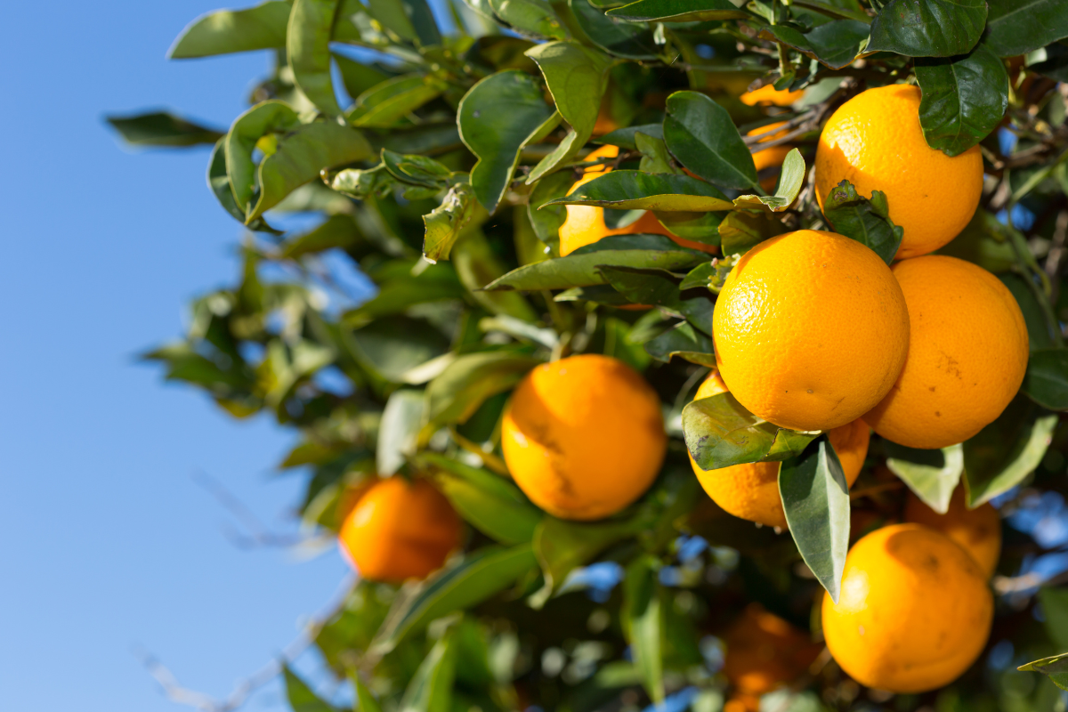 Orange-derAromaPfleger